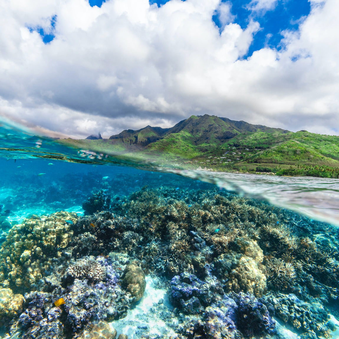 Man snorkeling underwater surrounded by yellow fish