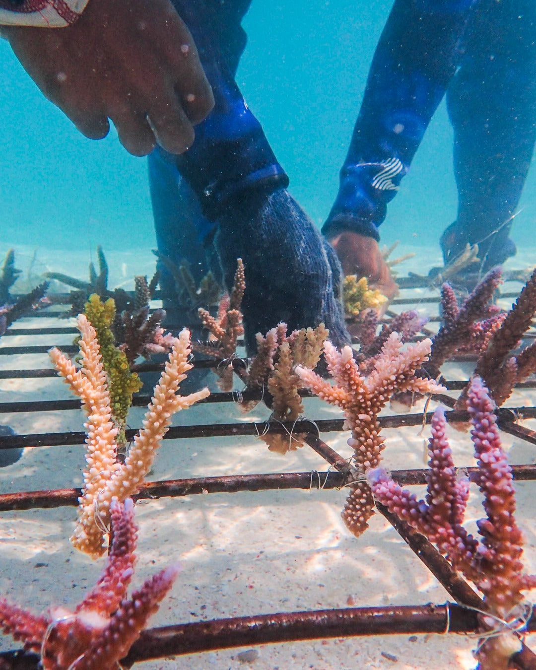 Aqualung + Coral Guardian "Support a healthy ocean" sticker