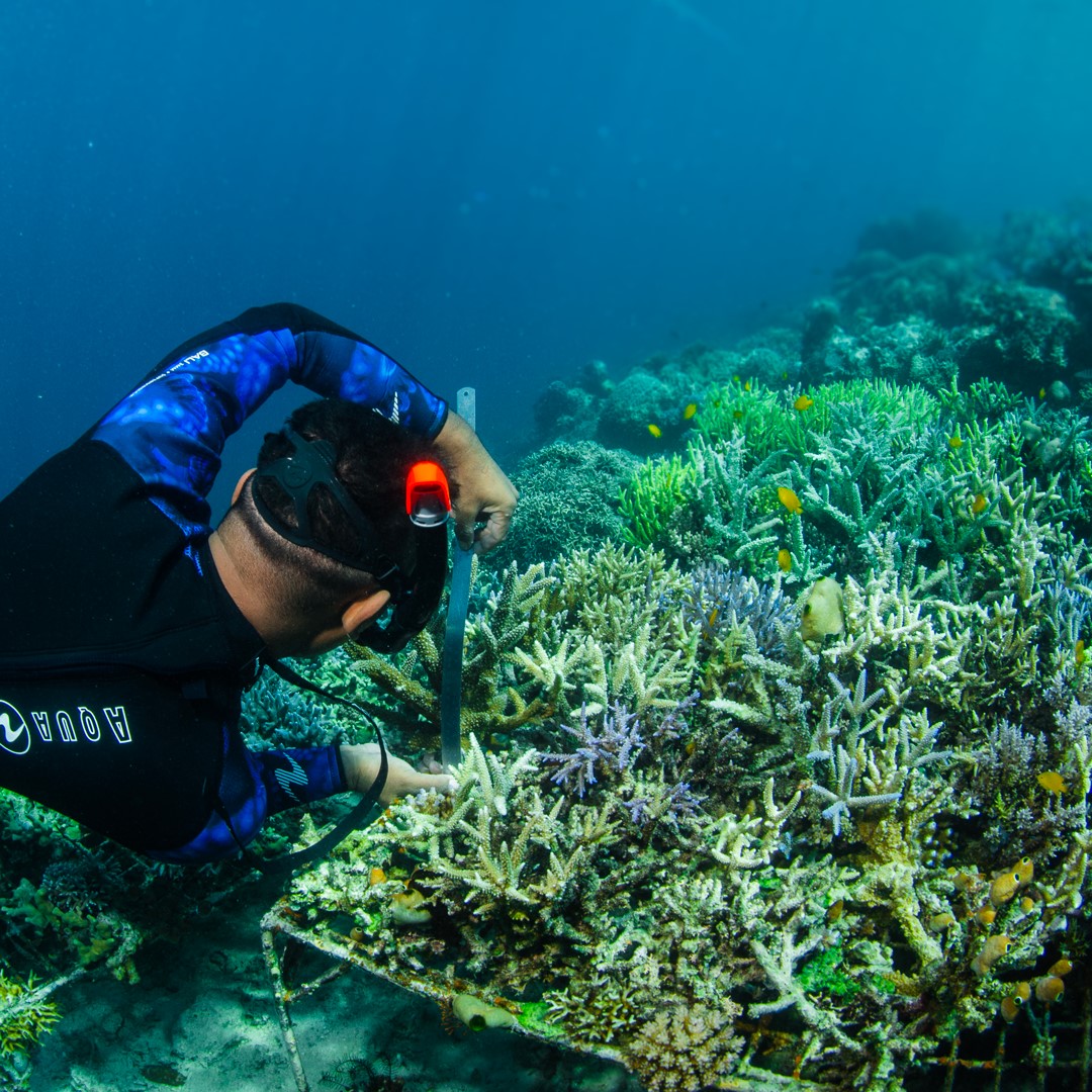 Aqualung + Coral Guardian "Support a healthy ocean" sticker