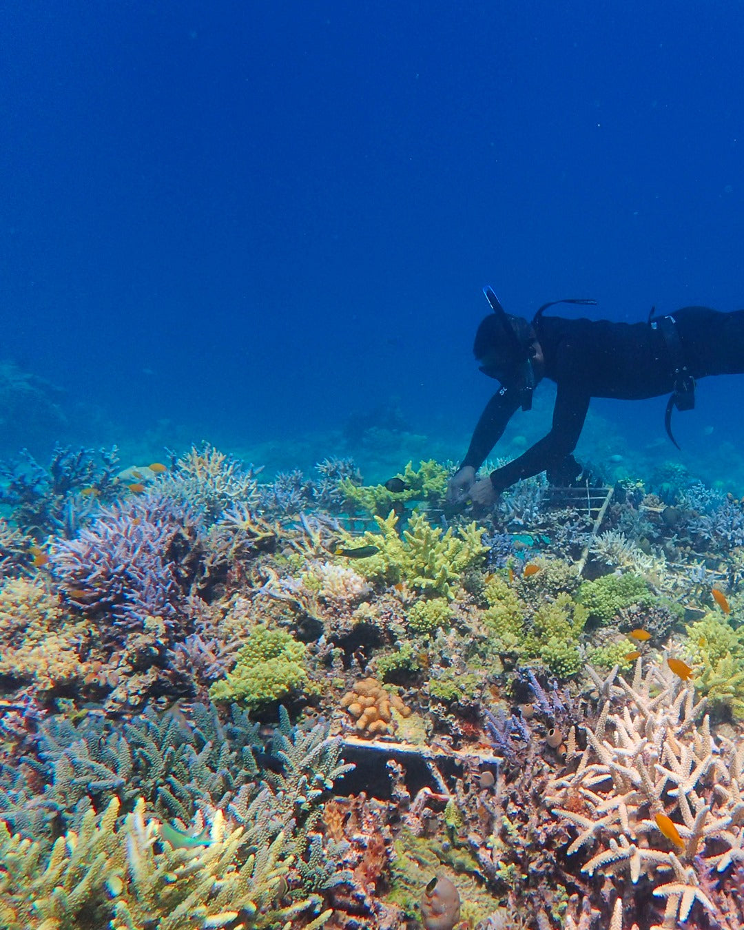 Aqualung + Coral Guardian "Support a healthy ocean" sticker